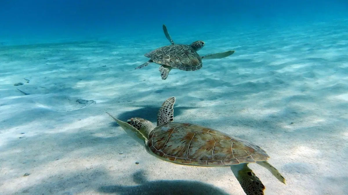 est Beaches in St. Thomas, USVI: Expert Guide for Families & Seniors