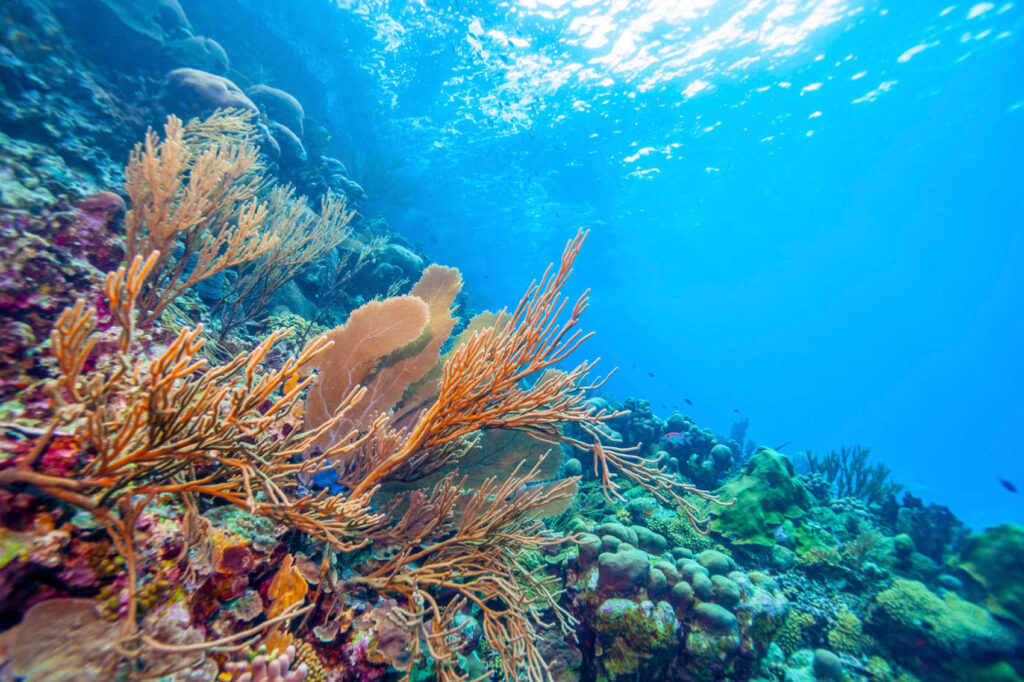 UVI’s Reef Response Team Races Against Time to Save Corals - USVI News